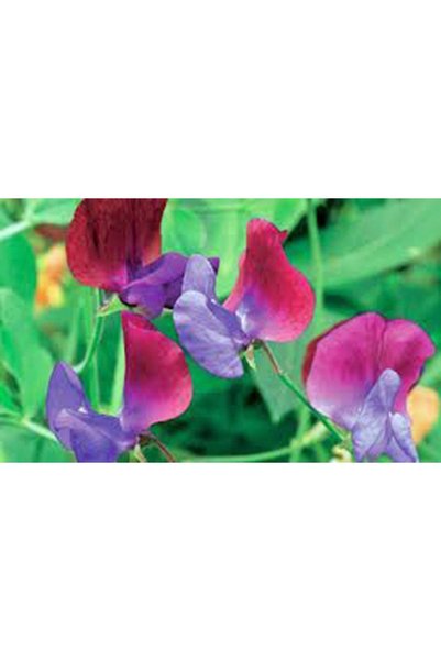 Bloom & Sow Seed Sweet Pea Climbing Flower Seeds, Fragrant Mixed Bicolor Bloo...