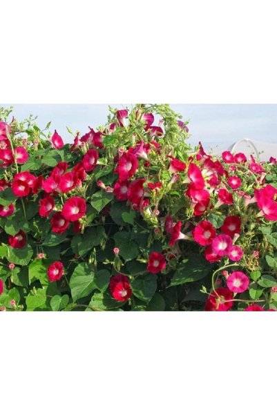 Bloom & Sow Seed بذور زهرة الصباح الحمراء (إيبوميا بوربوريا)، زهور حمراء بقلب...