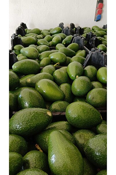 2 kg Avokado - Yeni Hasat