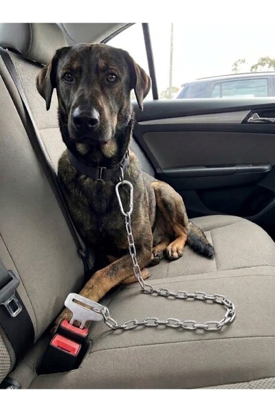 hebmeyy Zincir Evcil Hayvan Araç Emniyet Kemeri, Kedi Köpek Araba Oto Tasması...