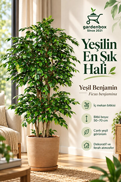Gardenbox Yeşil Benjamin Bitkisi Salon Bitkisi 50-70 cm Saksılı Dekoratif Can...