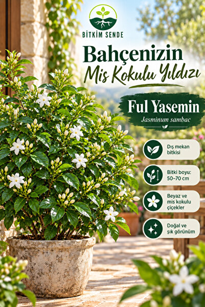 Bitkim Sende Ful Yasemin Çiçeği 50-70 Cm Beyaz Saksılı