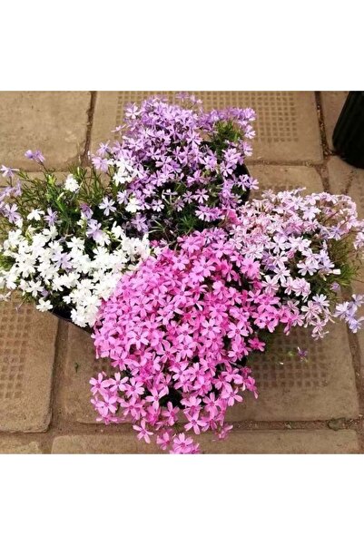 Bloom & Sow Seed Gorgeous Mixed Color Creeping Phlox Seeds, Carpet‑Forming Pe...