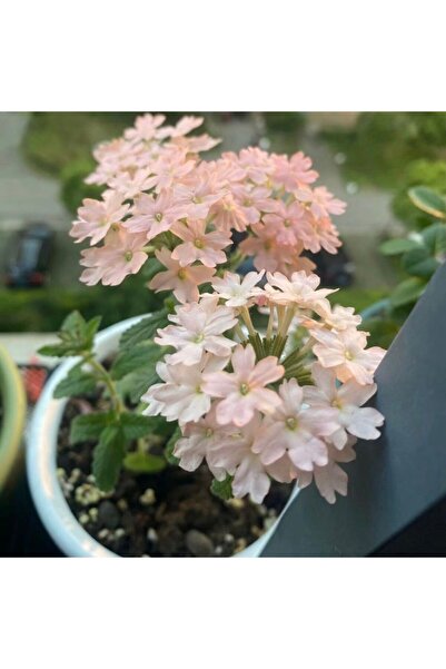 Bloom & Sow Seed بذور الفيربينا الوردية الخوخية الناعمة، زهرة زينة متجمعة متس...