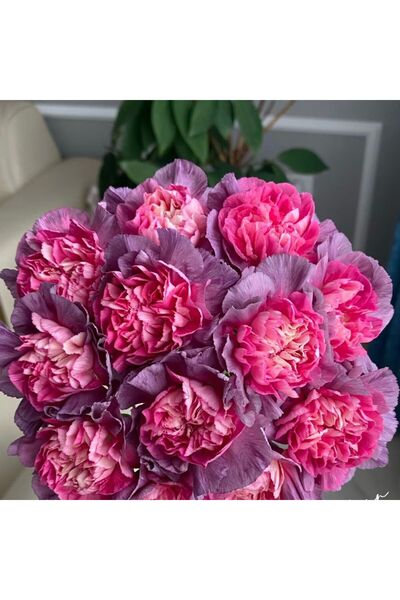 Bloom & Sow Seed بذور القرنفل الأحمر المزدوج ذات الحواف الأرجوانية الرائعة، ز...