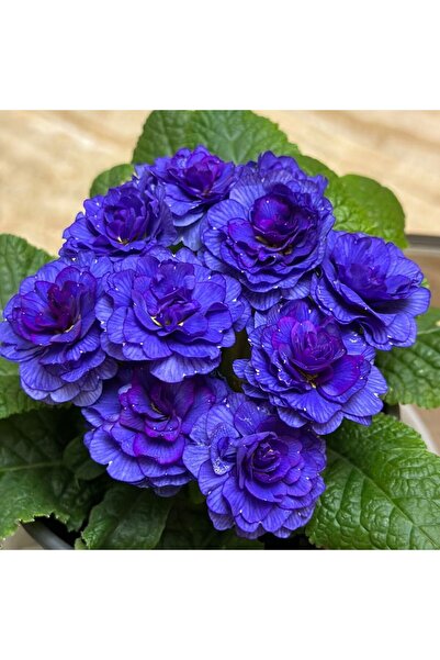 Bloom & Sow Seed بذور زهرة البريمولا الزرقاء العميقة، بتلات مموجة، تفضل الظل ...