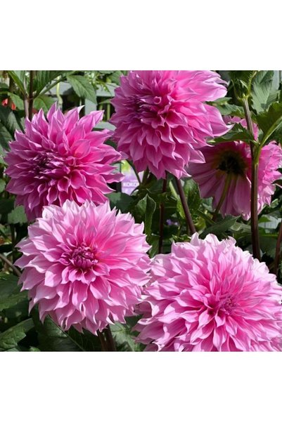Bloom & Sow Seed بذور داليا مزدوجة بلون وردي غامق، زهور كبيرة الحجم، زهرة زين...