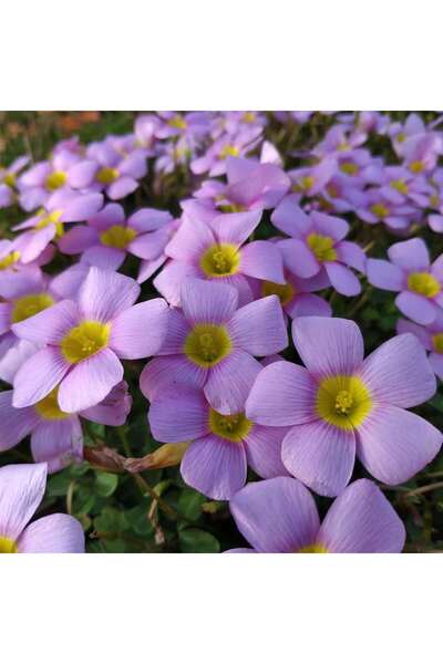 Bloom & Sow Seed بذور زهرة الأوكساليس البنفسجية الفاتحة، ذات مركز أصفر ساطع، ...