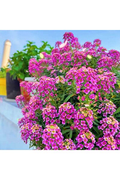 Bloom & Sow Seed نبات ماجنتا لوبولارياس ماريتيماس 100 بذرة، تكتلات كثيفة، نبا...