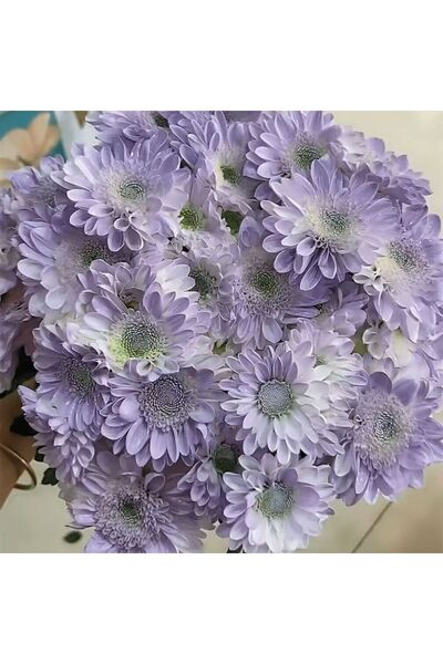 Bloom & Sow Seed بذور زهرة الأقحوان المزدوجة بلون أرجواني فاتح وحواف بيضاء، م...