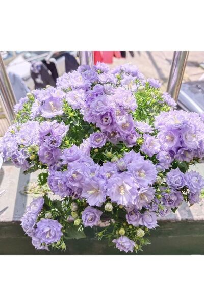 Bloom & Sow Seed بذور زهرة الجرس المزدوجة بلون أرجواني فاتح، متعددة البتلات، ...