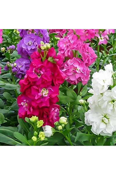 Bloom & Sow Seed Mixed Double Matthiola Incana Seeds, Fragrant Tall Spikes, L...