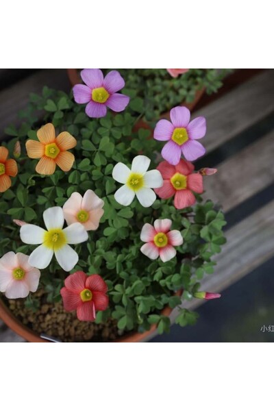 Bloom & Sow Seed بذور أوكساليس متعددة الألوان، زهرة خماسية البتلات، سهلة الزر...