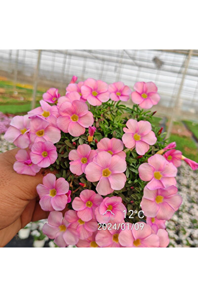 Bloom & Sow Seed بذور أوكساليس كبيرة وردية اللون مع قلب أصفر، خمس بتلات، سهلة...