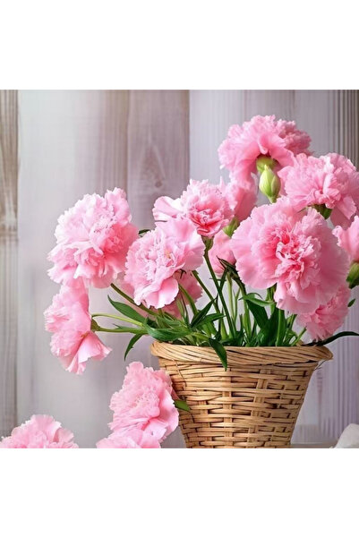 Bloom & Sow Seed بذور القرنفل الوردي، زهور عطرية متموجة، زهرة متعددة الأزهار ...