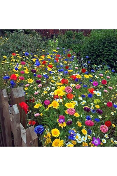 Bloom & Sow Seed بذور زهور برية متعددة الألوان، سهلة الزراعة، مناسبة للمراعي ...