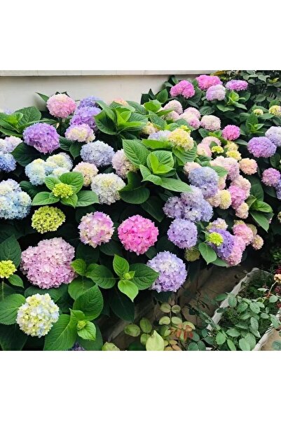 Bloom & Sow Seed بذور هيدرانجيا متعددة الألوان، مجموعات زهور ضخمة، نباتات متع...