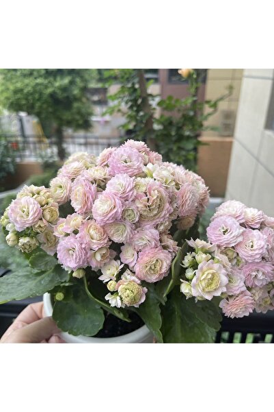 Bloom & Sow Seed بذور نبات الكالانشوي المزدوجة بلونين وردي وأبيض، زهرة عصارية...