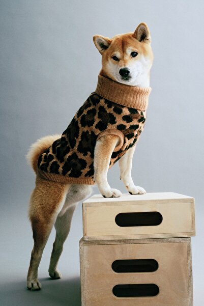 H&M Köpek Kazağı