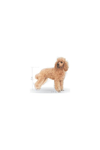 Royal Canin Poodle Yaş Köpek Maması 12 x 85g