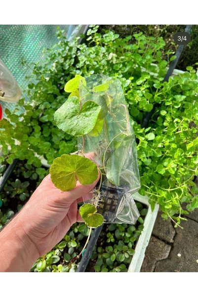 Akvaryum Bitkisi Hydrocotyle leucocephala 10-15 yaprak