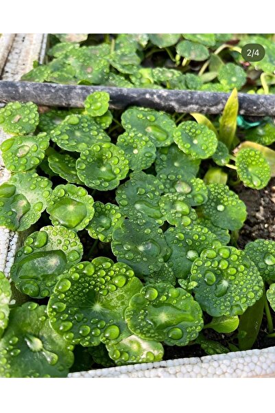 Akvaryum Bitkisi Hydrocotyle Verticillata 10-15 yaprak