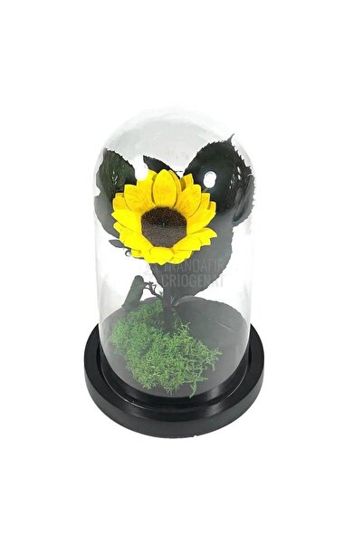 Trandafir Criogenat Floarea-soarelui galbenă conservată 10x20 cm