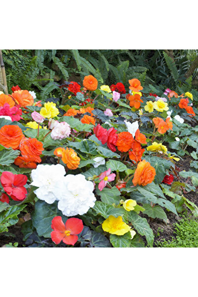 Bloom & Sow Seed بذور زهرة البيجونيا المختلطة 100 حبة، أزهار مزدوجة متعددة ال...