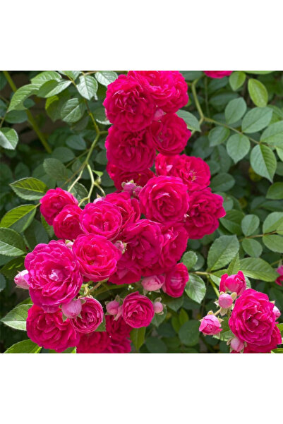 Bloom & Sow Seed بذور ورد متسلق أحمر ذو بتلات مزدوجة، نبات متسلق قوي، زهور كث...