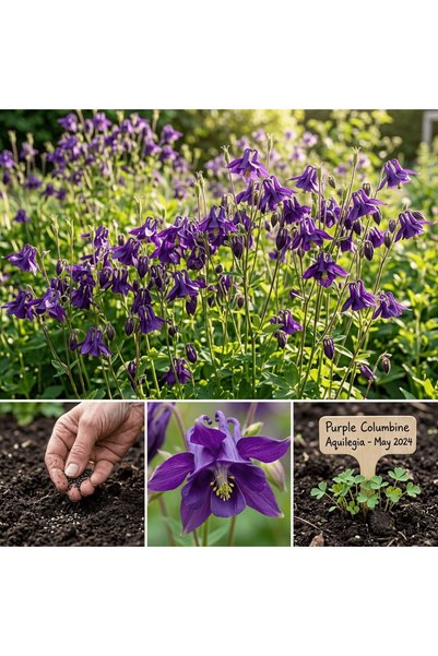 Bloom & Sow Seed بذور زهرة الكولومبين البنفسجية، زهور أكويليجا فريدة بلون أرج...