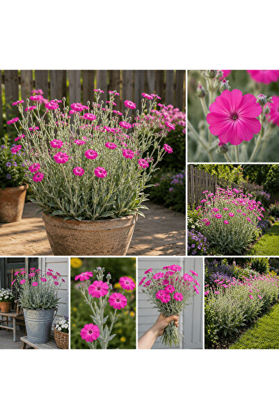Bloom & Sow Seed بذور زهرة الكامبيون (ليكنيس كوروناريا) 100 حبة، أزهار ماجنتا...