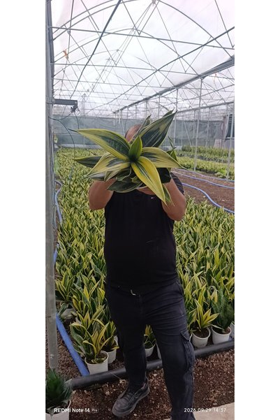 bitkidünyam Özel Tür Golden Flame Paşa Kılıcı – Sarı Alacalı Gösterişli Sansevieria