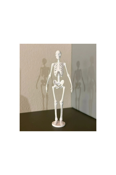 DU&ER İnsan İskeleti Kemik Anatomisi Modeli – 3D Anatomi ve Eğitim Modeli