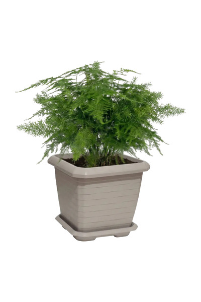 SERİNOVA Hisar Kare Saksı 4 NO 44 L 44x44 cm Tabaklı UV Dayanımlı PP İç ve Dı...