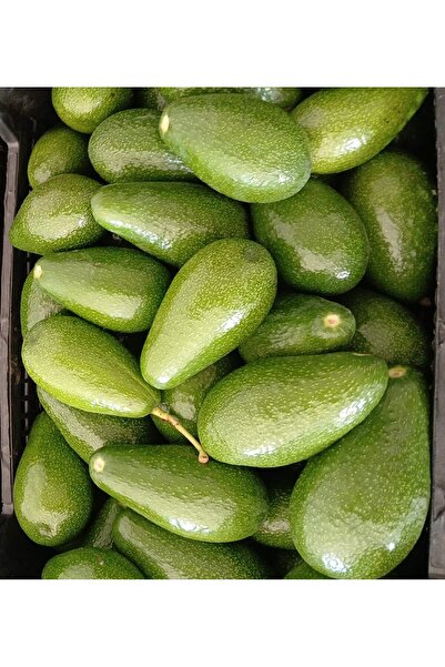 1kg Avokado - Yeni Hasat