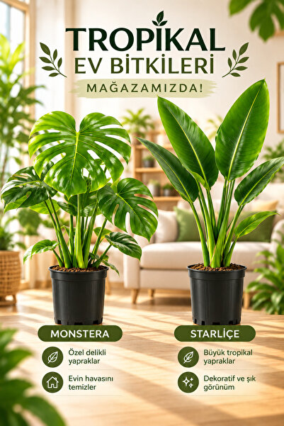 Gardenbox Videolu Salon Bitkisi Starliçe-monstera 2 Adet Saksılı/tüplü Ev Ofi...