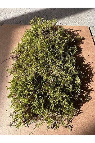 Doğal Gerçek Kara Yosunu, Saksıda Bitkiler İçin, Tablo ve Süs Eşyası Yapımında Kullanılabilir (50 gr)