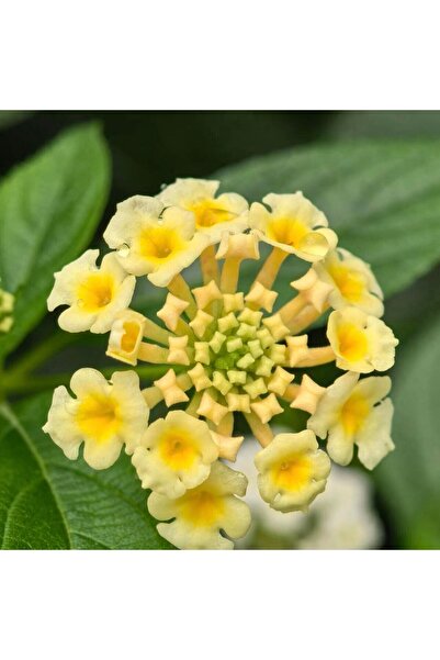 Bloom & Sow Seed بذور لانتانا كامارا بلون كريمي أصفر، زهور مستديرة متجمعة، مق...