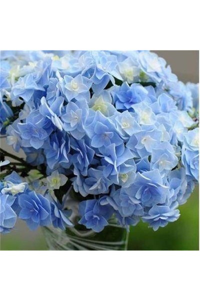 Bloom & Sow Seed Double Blue Hydrangea Seeds, Large Flower Clusters, Hardy Pe...