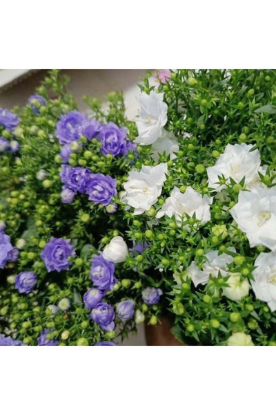 Bloom & Sow Seed بذور زهرة الجرس المزدوجة متعددة الألوان، أزهار على شكل جرس، ...