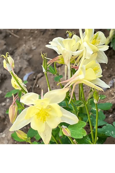 Bloom & Sow Seed بذور زهرة الأكويليجا الصفراء الفاتحة، زهور فريدة ذات أزهار م...