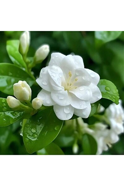 Bloom & Sow Seed بذور الياسمين الأبيض المزدوج العطرية، زهور عطرية، مقاومة للح...