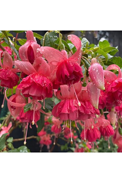 Bloom & Sow Seed بذور الفوشيا ذات البتلات المزدوجة، زهور على شكل فانوس معلق، ...