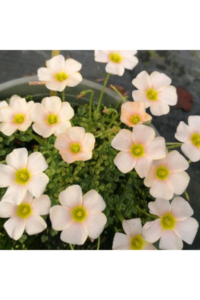 Bloom & Sow Seed بذور أوكساليس صفراء فاتحة، نبات متعدد السنوات منخفض النمو، س...