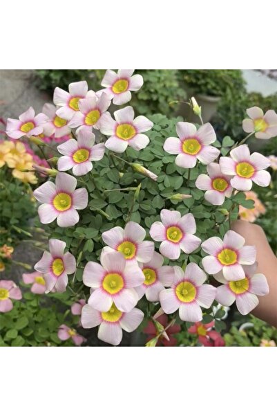 Bloom & Sow Seed بذور أوكساليس ذات بتلات بيضاء ودائرة وردية بمركز أصفر، خمس ب...