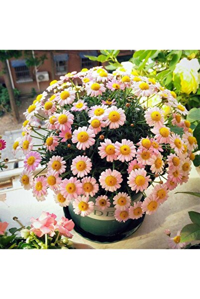 Bloom & Sow Seed بذور زهرة الأقحوان ذات الحواف الوردية، تزهر بكميات كبيرة، فت...