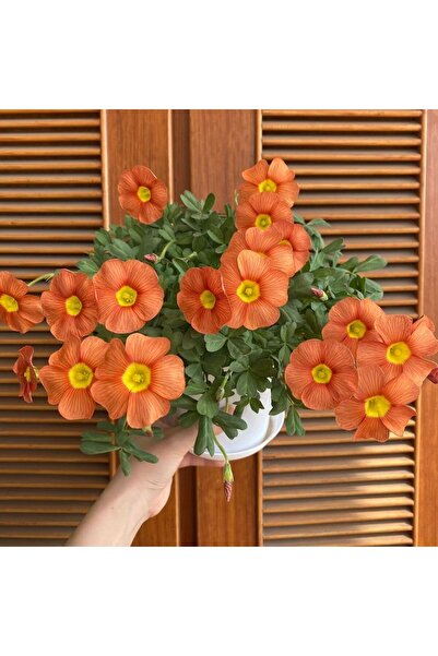 Bloom & Sow Seed بذور زهرة الأوكساليس البرتقالية، مركز أصفر ساطع، خمس بتلات، ...