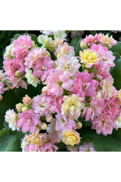Bloom & Sow Seed بذور نبات الكالانشوي المزدوج المختلط، فترة إزهار طويلة، سهلة...
