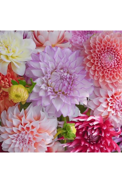 Bloom & Sow Seed بذور زهرة الداليا المختلطة المزدوجة، زهور ضخمة كاملة، متعددة...