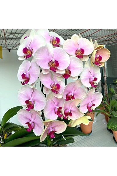 Bloom & Sow Seed بذور زهرة الفالاينوبسيس الوردية البنفسجية، أوركيد أنيق، طويل...